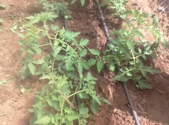 The first tomato plants in Kenya